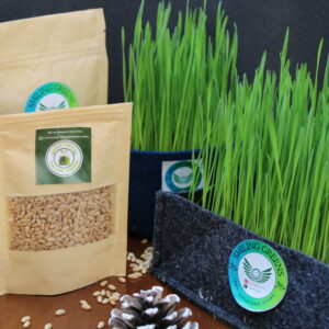 Wheat Grass