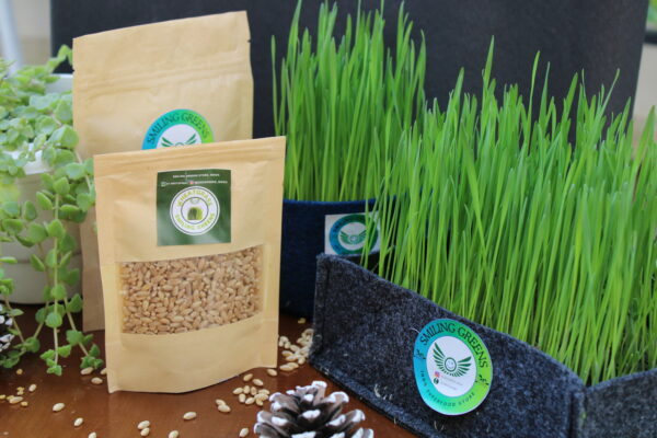 Wheat Grass