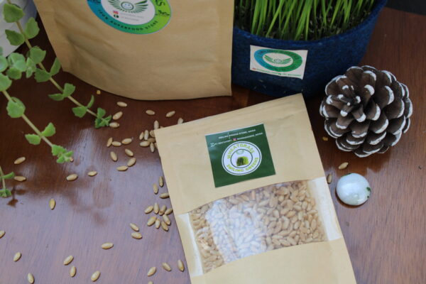 Wheat Grass - Image 2
