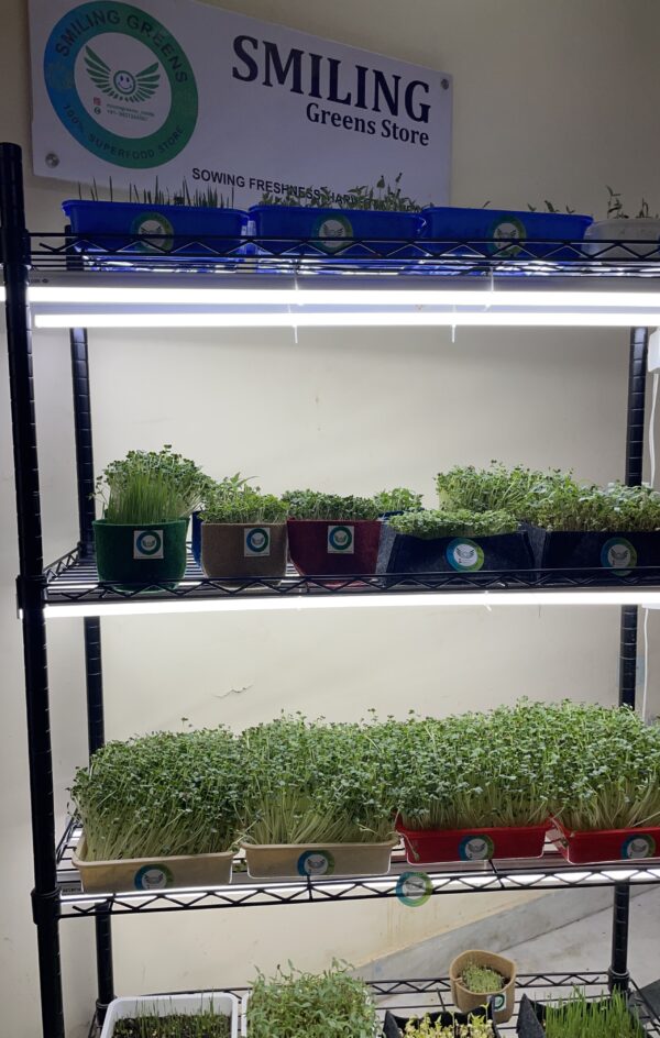 Smiling Greens Commercial Grow Racks - Image 3