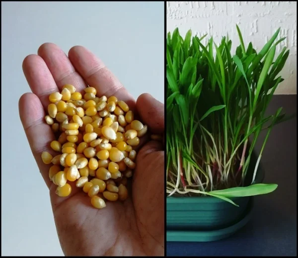 Corn Seeds